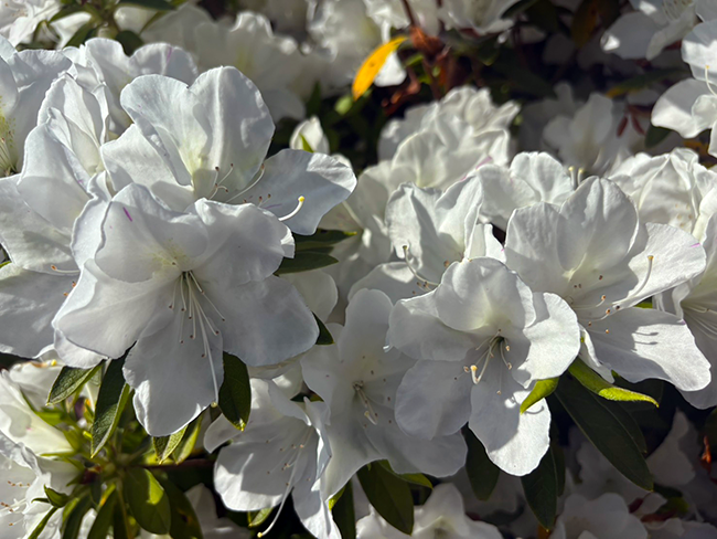 新緑の季節を彩るツツジの見頃と春の賑わい