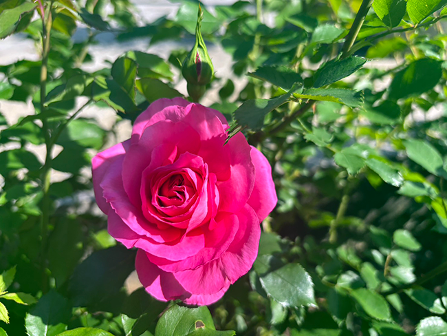 ローズヒルズに咲き始めた「ローズうらら」