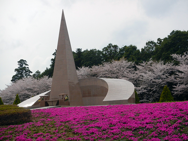 春の彩りが足元に広がる ― 芝桜の見頃を迎えて
