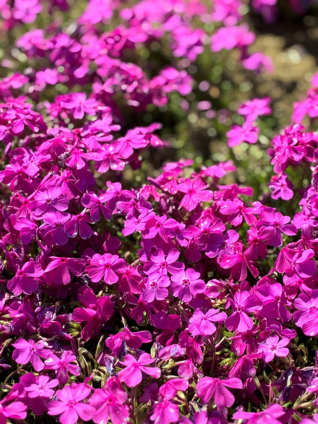 春の訪れを感じる芝桜の彩り