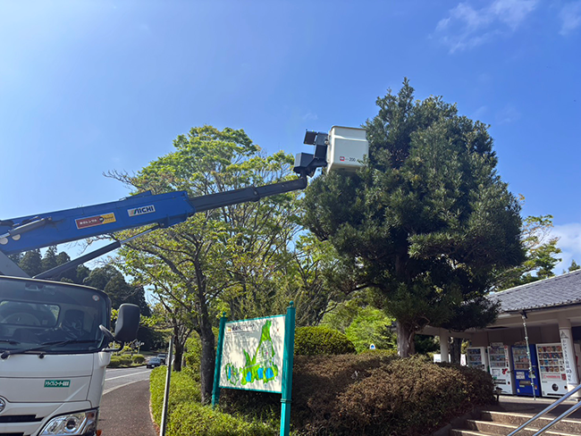 春の剪定を終えた槙の木とツツジの開花｜整えられる景観とこれからの見どころ
