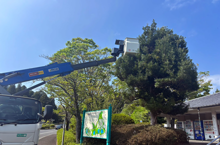 春の剪定を終えた槙の木とツツジの開花｜整えられる景観とこれからの見どころ
