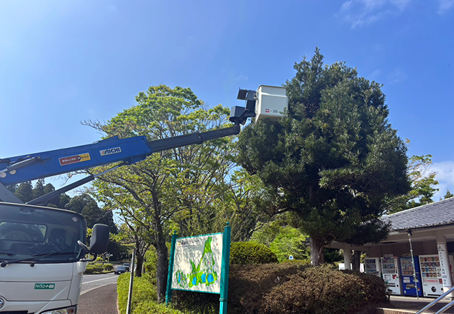 春の剪定を終えた槙の木とツツジの開花｜整えられる景観とこれからの見どころ