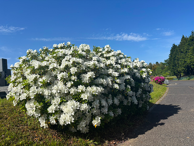 新緑の季節を彩るツツジの見頃と春の賑わい