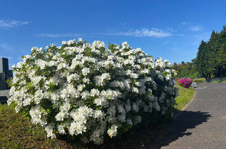 新緑の季節を彩るツツジの見頃と春の賑わい