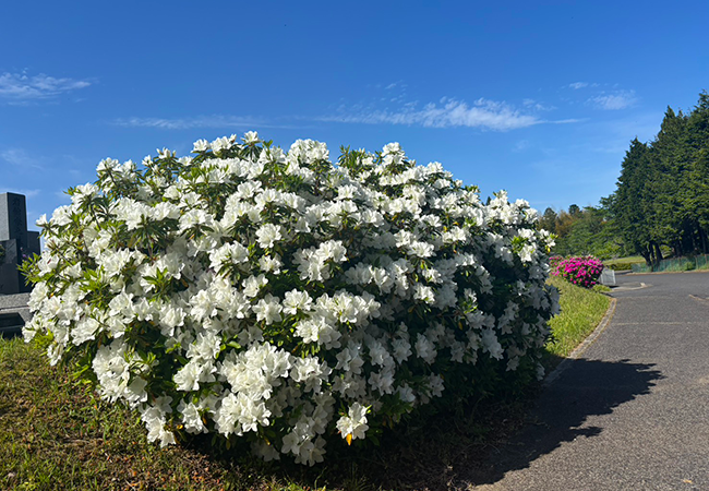 新緑の季節を彩るツツジの見頃と春の賑わい