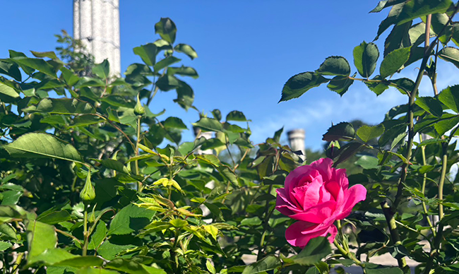 ローズヒルズに咲き始めた「ローズうらら」