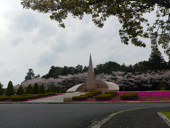 春の彩りが足元に広がる ― 芝桜の見頃を迎えて