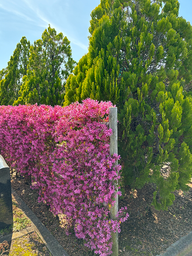 葉桜の季節に彩りを添えるトキワマンサク