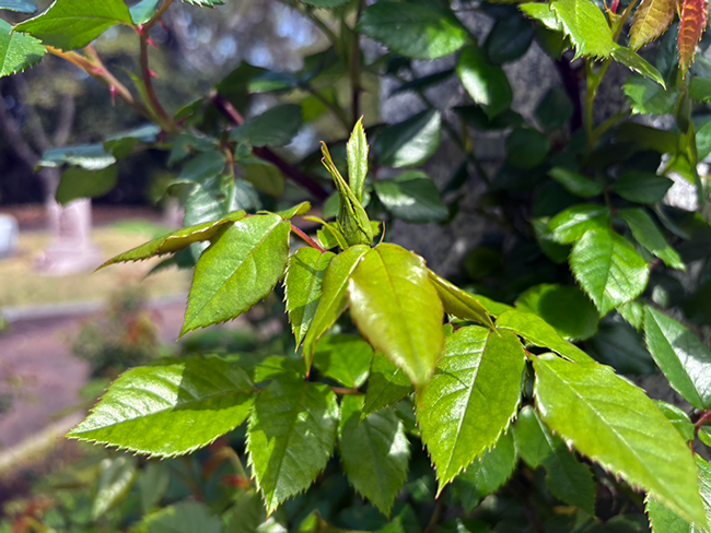 開花を待つローズヒルズのバラ｜春から初夏へ移ろう園内の風景