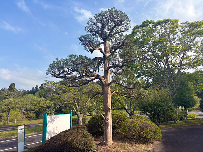 春の剪定を終えた槙の木とツツジの開花｜整えられる景観とこれからの見どころ
