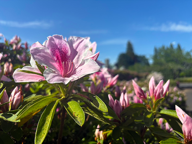 新緑の季節を彩るツツジの見頃と春の賑わい