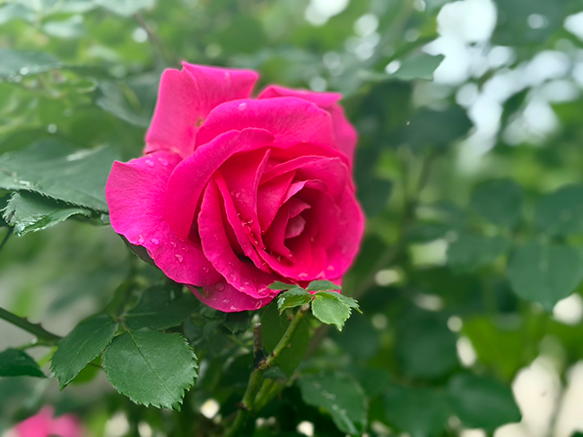 ローズヒルズに訪れる初夏の兆し｜ローズヒルズの開花状況