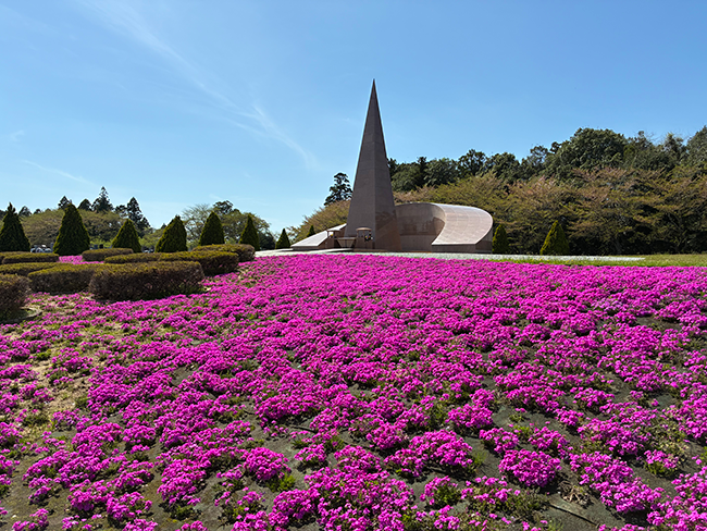 春の訪れを感じる芝桜の彩り