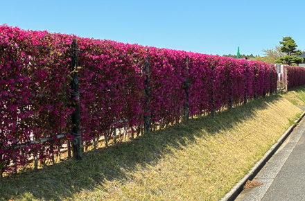 葉桜の季節に彩りを添えるトキワマンサク