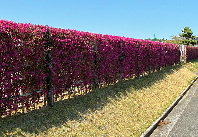 葉桜の季節に彩りを添えるトキワマンサク