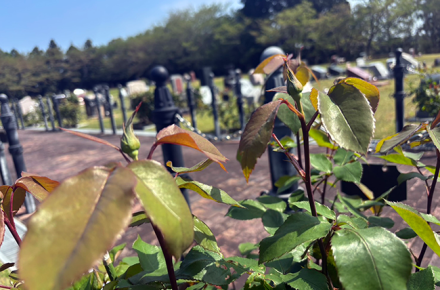 開花を待つローズヒルズのバラ｜春から初夏へ移ろう園内の風景