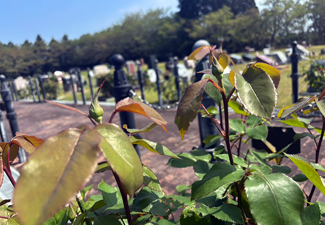 開花を待つローズヒルズのバラ｜春から初夏へ移ろう園内の風景
