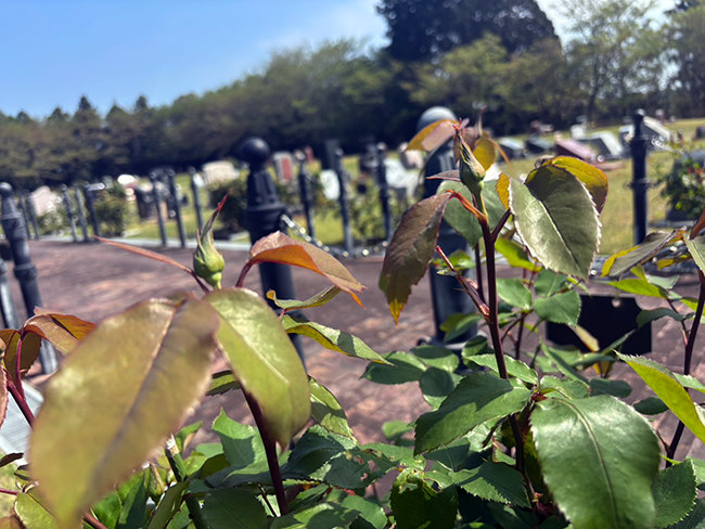 開花を待つローズヒルズのバラ｜春から初夏へ移ろう園内の風景