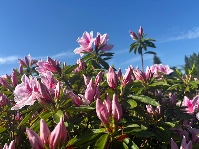 新緑の季節を彩るツツジの見頃と春の賑わい