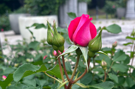 ローズヒルズに訪れる初夏の兆し｜ローズヒルズの開花状況
