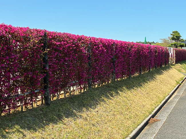 葉桜の季節に彩りを添えるトキワマンサク
