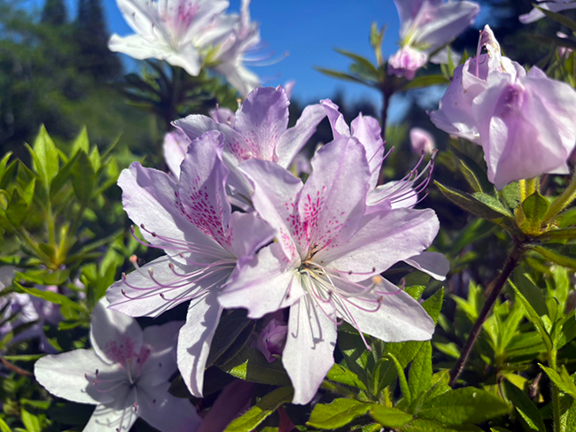 新緑の季節を彩るツツジの見頃と春の賑わい