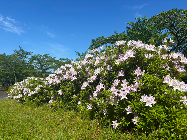 新緑の季節を彩るツツジの見頃と春の賑わい