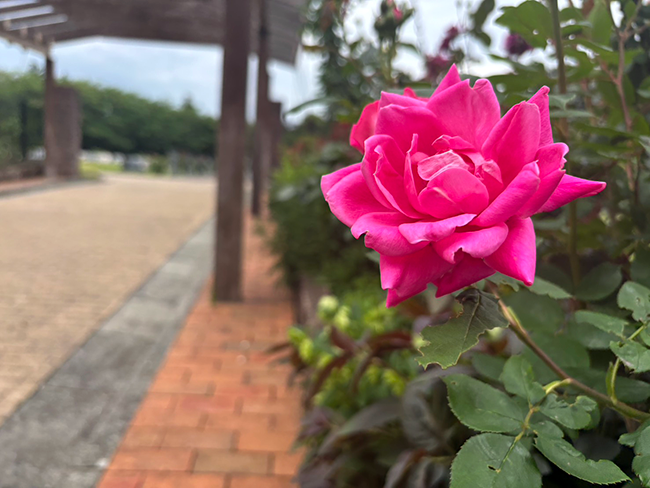 母の日に咲くローズヒルズのバラ｜「ありがとう」の想いを重ねる初夏のひととき
