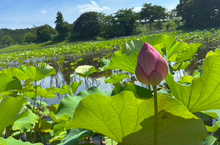 夏の朝に咲く蓮の花 -成田メモリアルパークの静けさの中で-