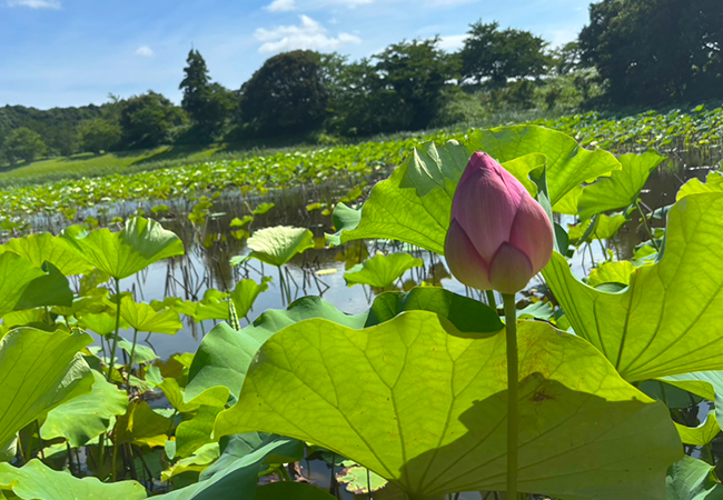 夏の朝に咲く蓮の花 -成田メモリアルパークの静けさの中で-