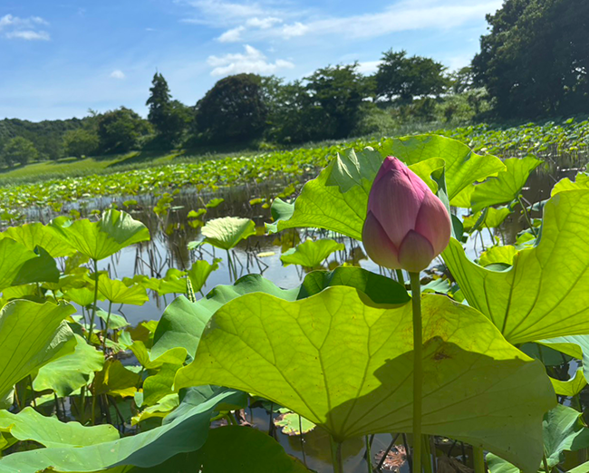 夏の朝に咲く蓮の花 -成田メモリアルパークの静けさの中で-