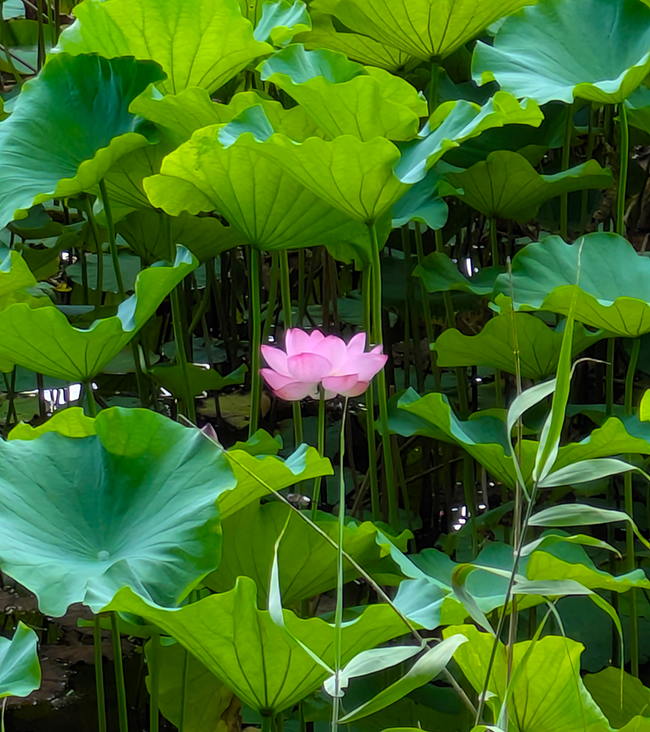 夏の朝に咲く蓮の花 -成田メモリアルパークの静けさの中で-
