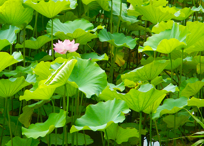 夏の朝に咲く蓮の花 -成田メモリアルパークの静けさの中で-