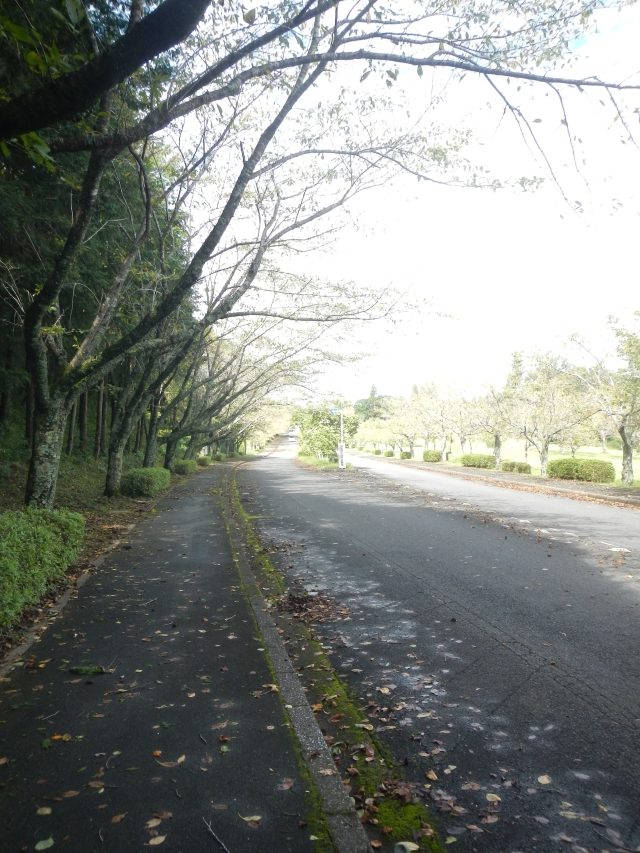 成田メモリアルパーク 台風後の様子