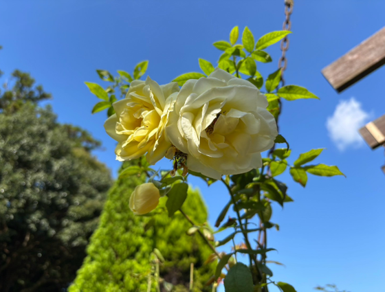 16区ローズヒルズで秋バラが開花