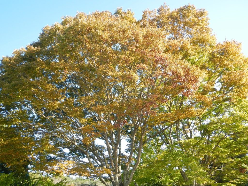 成田メモリアルパーク 紅葉